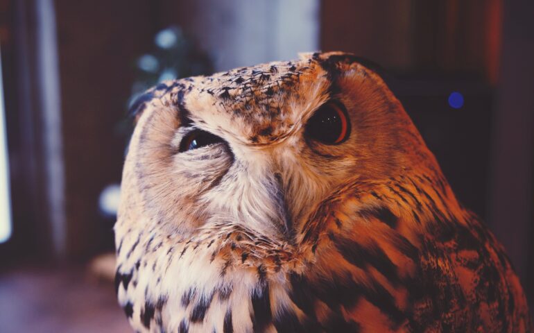 An image of a curios owl for the blog - How much is LinkedIn Recruiter?