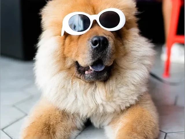 Image of a dog for the blog called How to sell recruitment services which provides insight on how to win clients in recruitment.